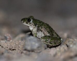 Pélodyte ponctué (2023) @ Delphine Decoene, PNR Marais poitevin