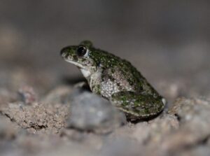 Pélodyte ponctué (2023) @ Delphine Decoene, PNR Marais poitevin