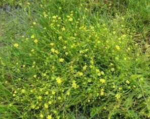 Renoncule à feuilles d'Ophioglosse sur le marais communal du Poiré-sur-Velluire © SCE