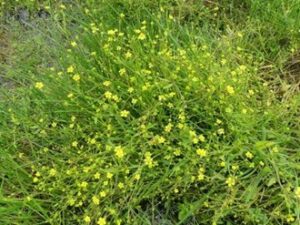Renoncule à feuilles d'Ophioglosse sur le marais communal du Poiré-sur-Velluire © SCE