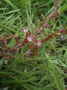 Salicaire à trois bractées sur le marais communal du Poiré-sur-Velluire © SCE