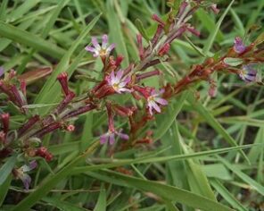 Salicaire à trois bractées sur le marais communal du Poiré-sur-Velluire © SCE