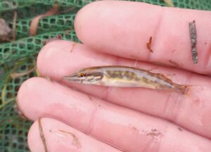 Brocheton sur le marais communal du Poiré-sur-Velluire (avril 2023) @ Delphine Decoene, PNR Marais poitevin