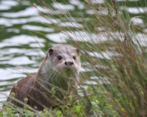 Loutre d'Europe (octobre 2019) @ Delphine Decoene, PNR Marais poitevin