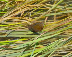 Lépidure dans une baisse du marais communal du Poiré-sur-Velluire (2023) @ Delphine Decoene, Marais poitevin