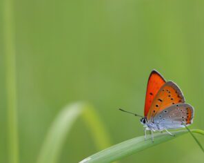 Cuivré des marais (mai 2019) @ Delphine Decoene, PNR Marais poitevin