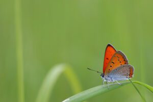 Cuivré des marais (mai 2019) @ Delphine Decoene, PNR Marais poitevin
