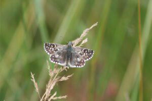 Hespérie des potentilles (juin 2018) @ Delphine Decoene, PNR Marais poitevin