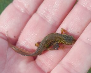 Triton palmé dans une baisse de la Réserve (mars 2025) @ Delphine Decoene, PNR Marais poitevin