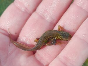 Triton palmé dans une baisse de la Réserve (mars 2025) @ Delphine Decoene, PNR Marais poitevin