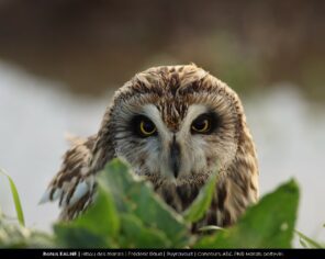 Faune Bonus - Hibou marais - Frédéric Raud