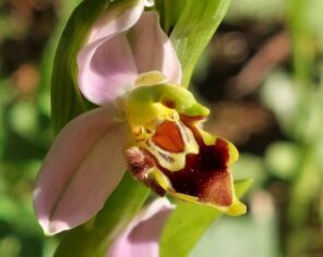 2e prix FLORE - Ophrys abeille - Florence Rabier