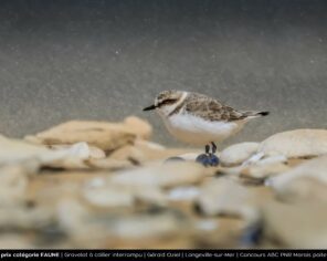 faune 1er Gravelot collier interrompu Gérald Ozier