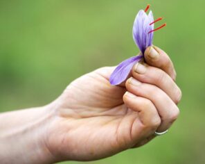 Détail fleur de safran dans une main