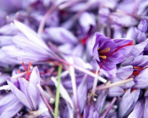 Fleur de safran en gros plan