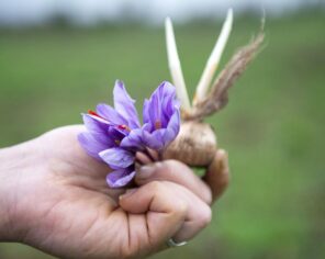 Détail fleur de safran et bulbe dans une main