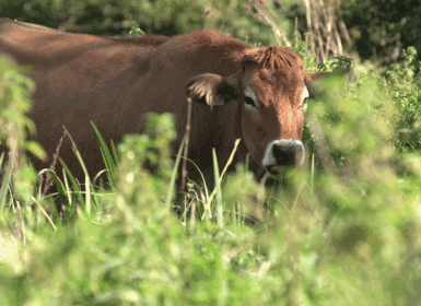 vache maraichine credit vidéo Alternature media