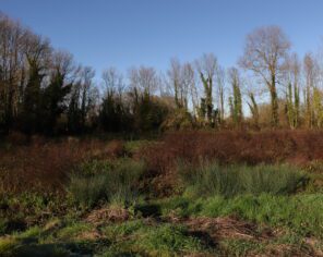 Zone humide du bassin versant du Vendié (zone aval)