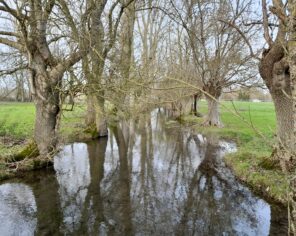 Bief du Vendié (zone amont) - Crédit PNR Marais poitevin
