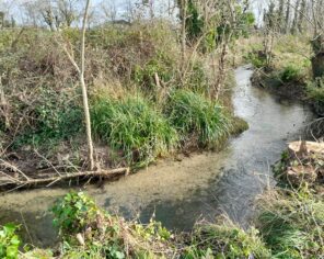 Méandre pseudo-naturel du cours d'eau Le Vendié (zone amont) Credit PNR marais poitevin