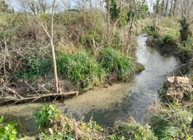 Méandre pseudo-naturel du cours d'eau Le Vendié (zone amont) Credit PNR marais poitevin