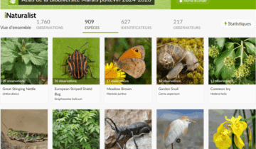 visuel site inaturalist