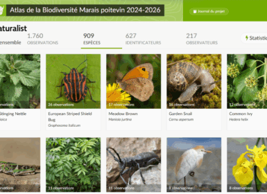 visuel site inaturalist