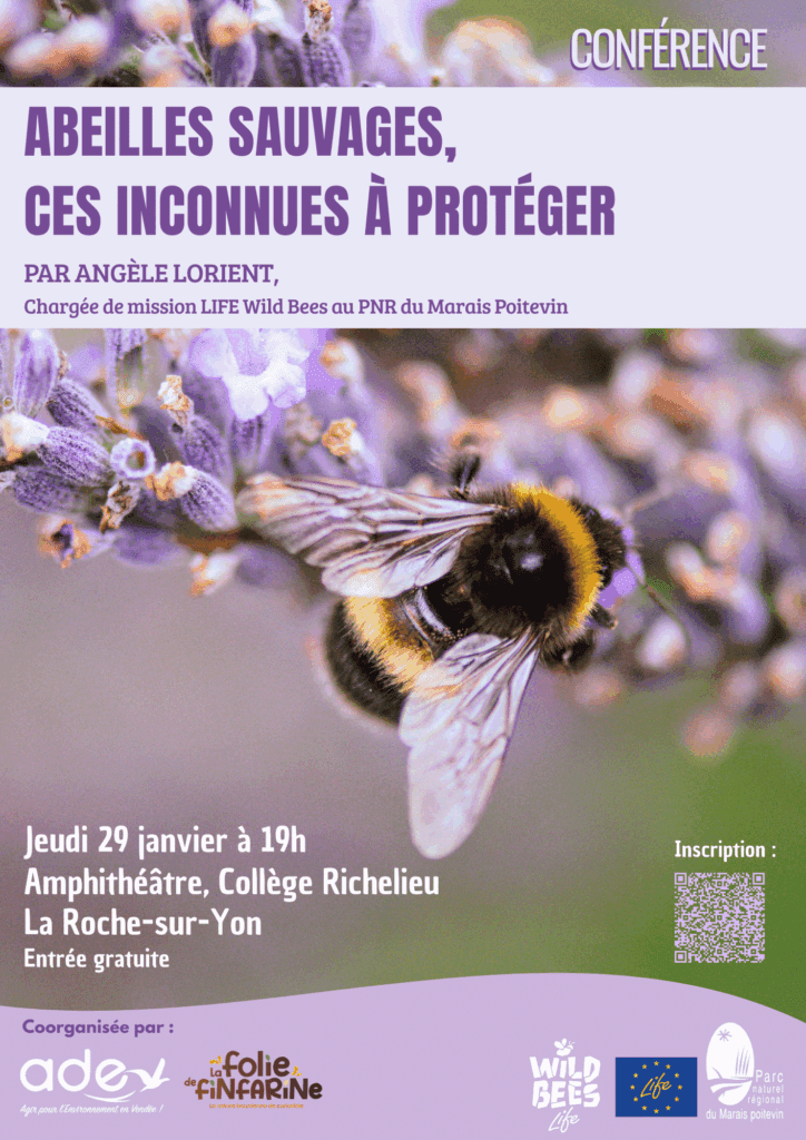 affiche conférence abeilles sauvages 29 janvier 2026