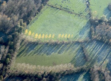 vue aérienne marais mouillés peupliers arbres tetards - crédit Marc Der Mikaëlian