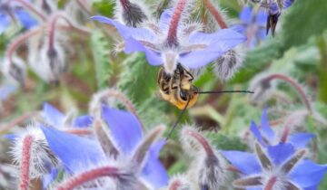 abeilles sauvages - crédit Agnèle Lorient PNR Marais poitevin