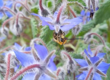 abeilles sauvages - crédit Agnèle Lorient PNR Marais poitevin