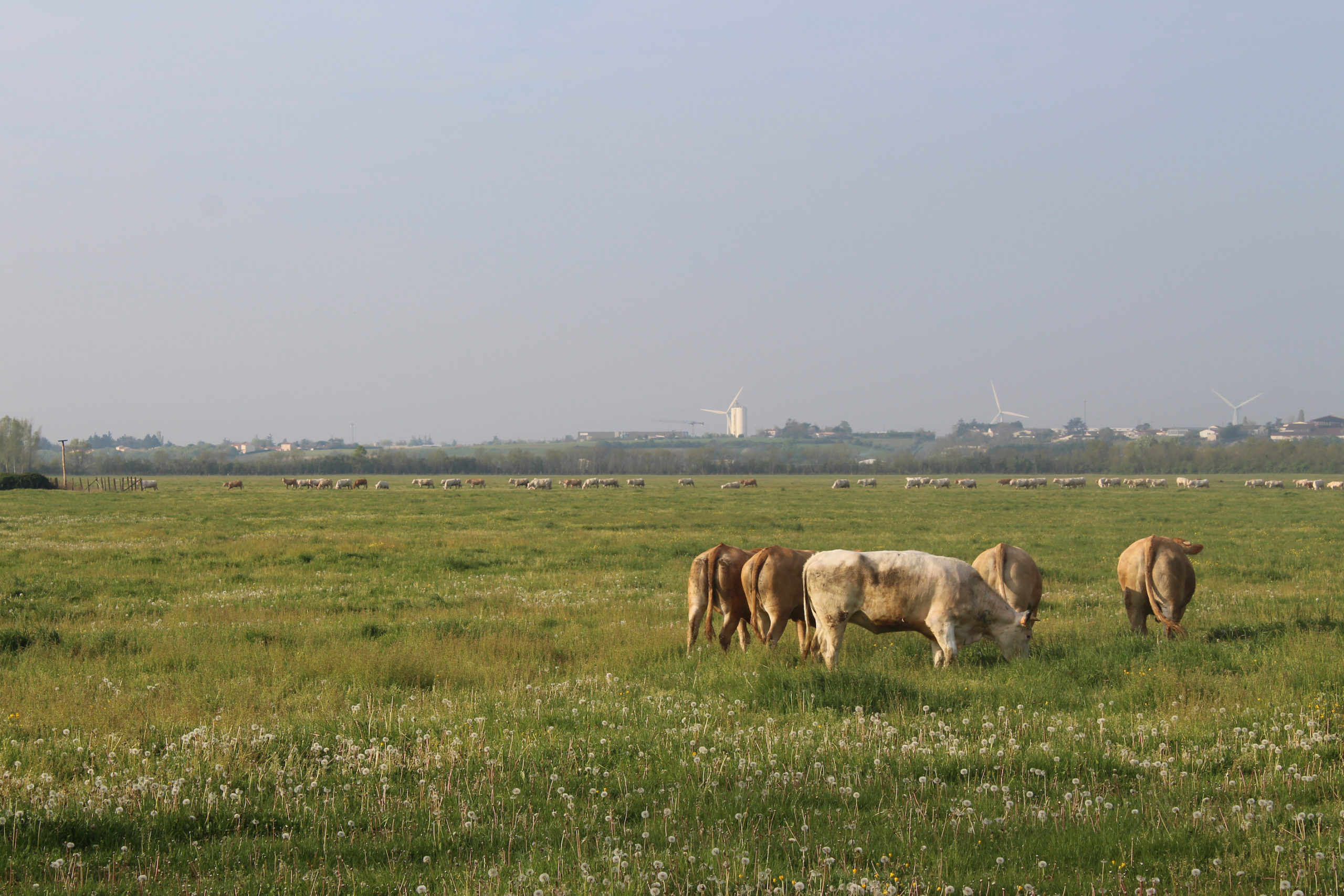 Vaches sur une prairie naturelle d'un marais communal dans le Marais poitevin