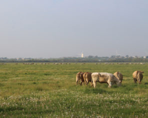 Vaches sur une prairie naturelle d'un marais communal dans le Marais poitevin