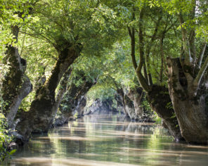 Conches avec arbres têtards dans les marais mouillés du Marais poitevin