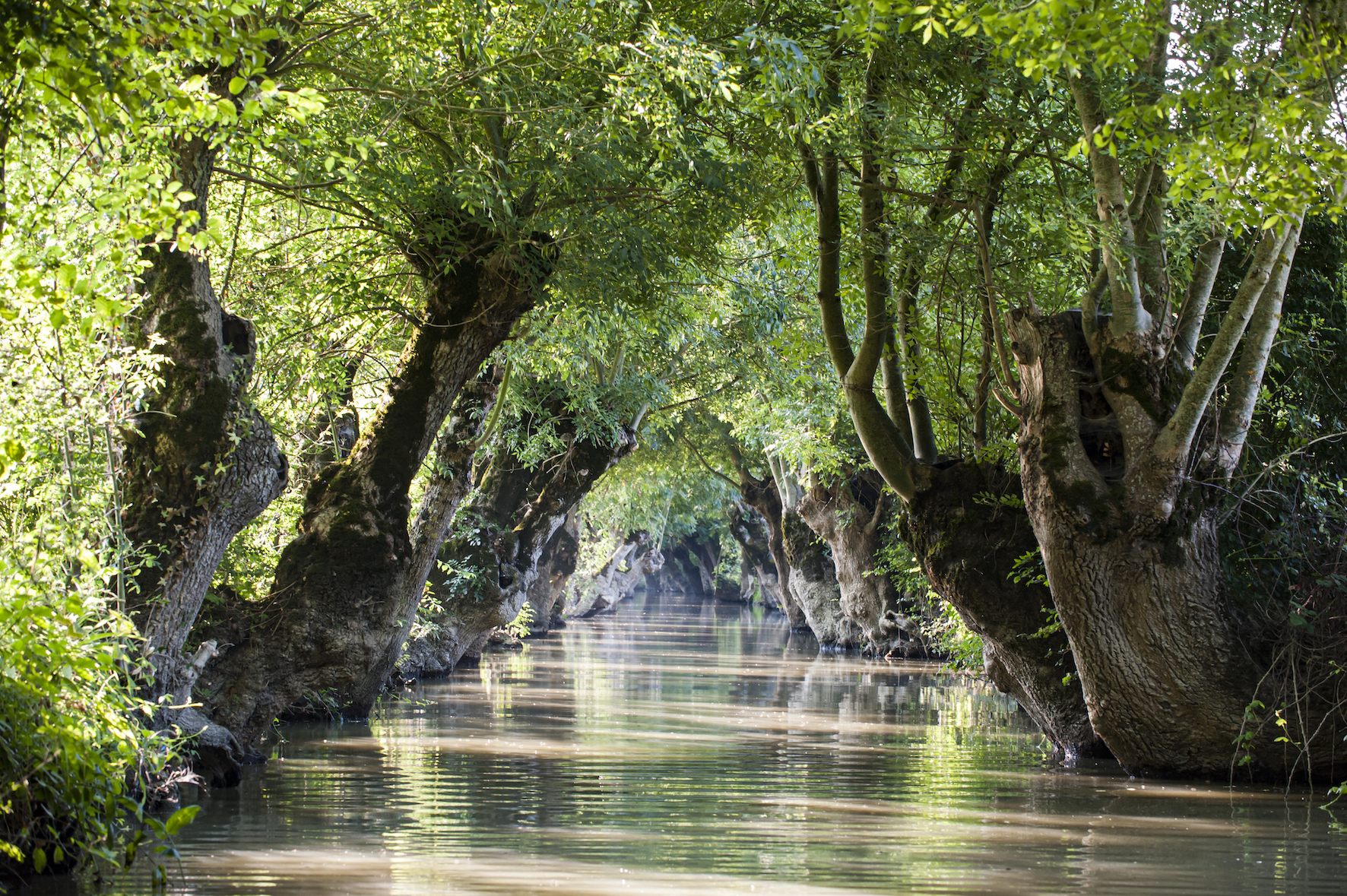 Conches avec arbres têtards dans les marais mouillés du Marais poitevin